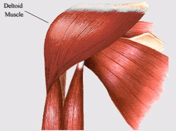 Rotator cuff rupturer og anterior deltoid reducation